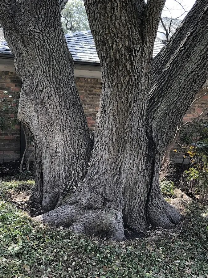 Mature heritage tree close to a Elko property cared for by certified arborists